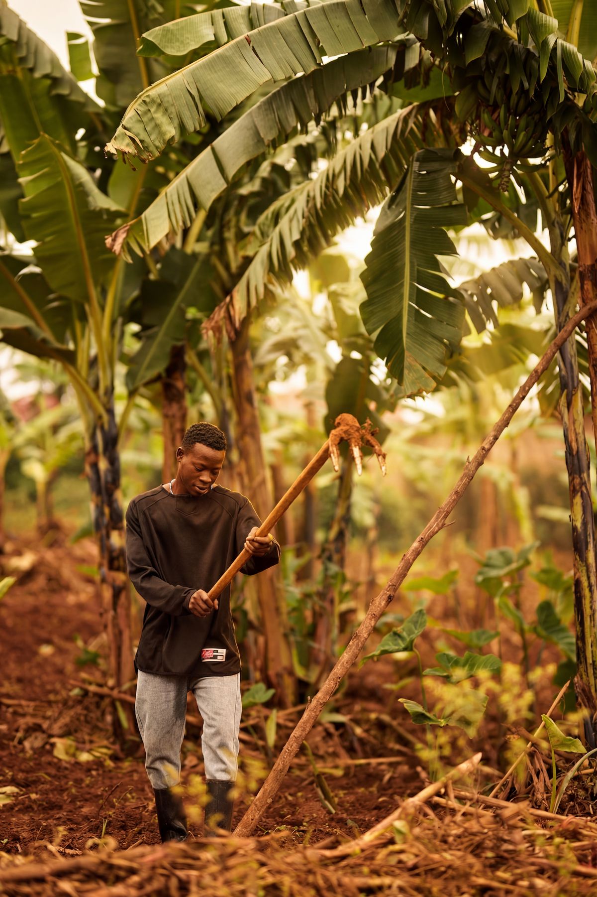 Farmer in a banana plantation